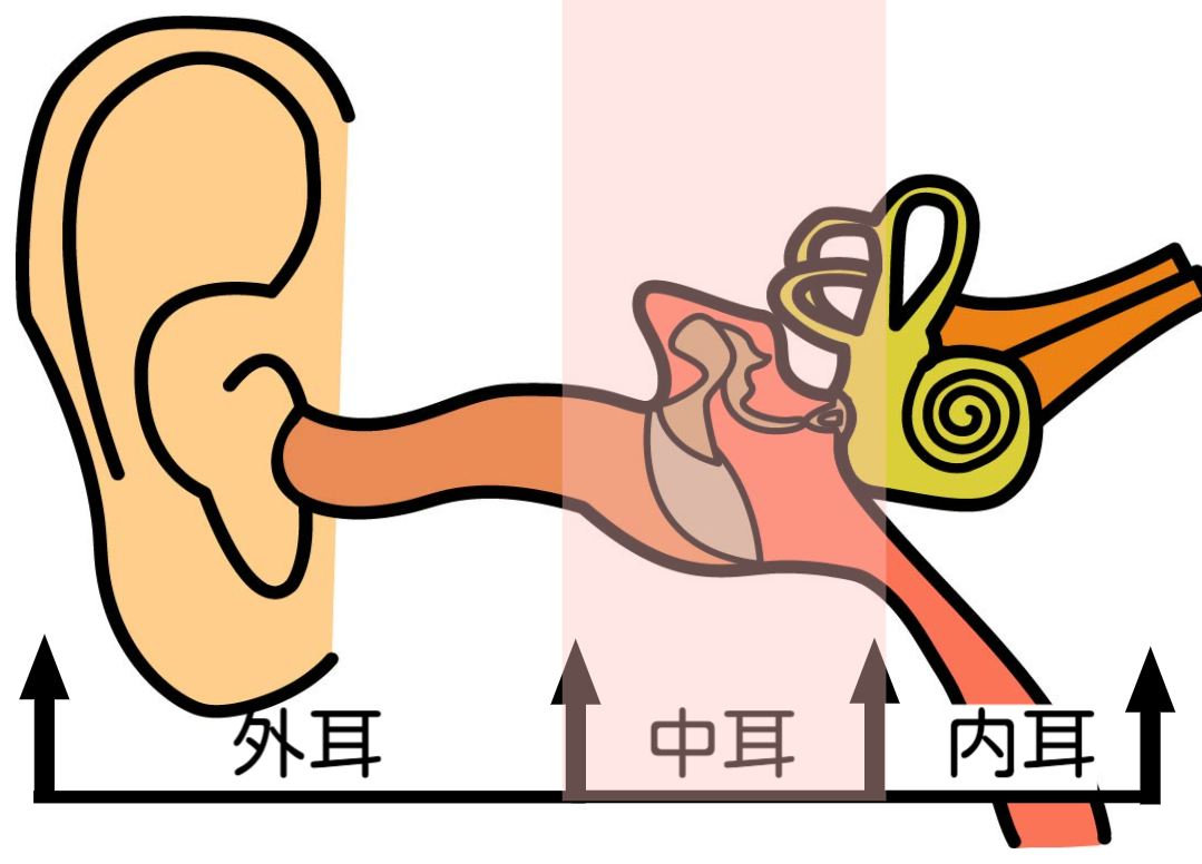 耳の全体像