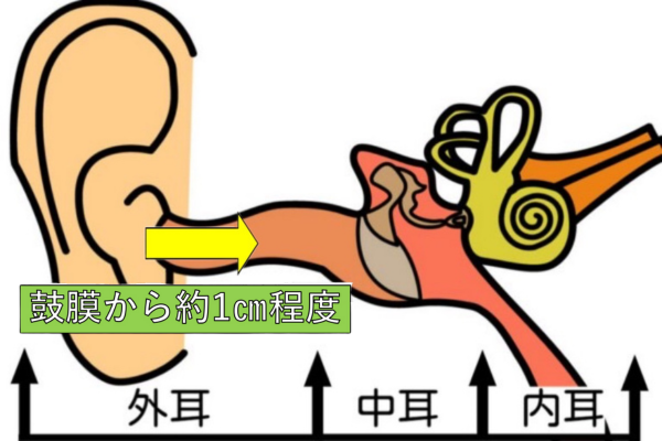 耳断面図イメージ１