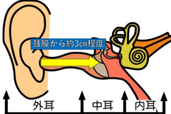 耳断面図イメージ２
